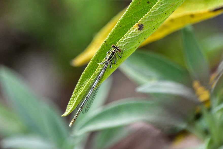 Gemeine Becherjungfer
ist eine Kleinlibellenart aus der Familie der Schlanklibellen. Die Weibchen treten in blauer oder bräunlich grüner Farbvariante auf. (wikipedia)
Schlüsselwörter: 2026