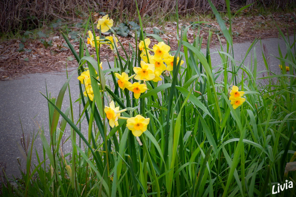 Osterglocken
Schlüsselwörter: 2026