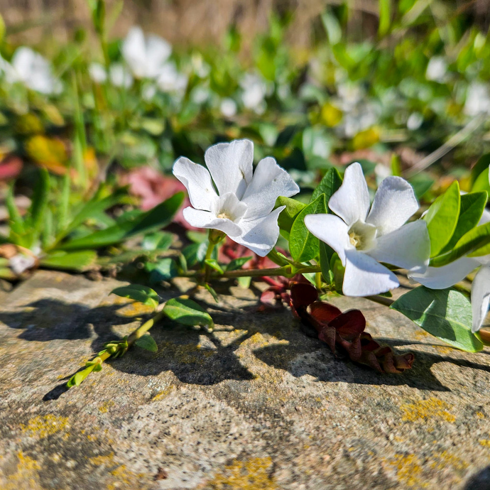 Frühlingserwachen  „Weiße Schönheiten“
Chris
Schlüsselwörter: 2026