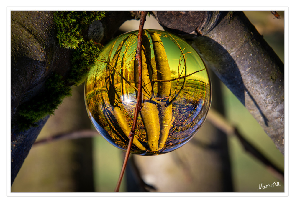 In der Baumschule
Schlüsselwörter: 2026