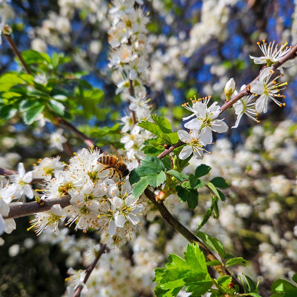 Frühlingserwachen  „Fleißig bei der Arbeit“
Chris
Schlüsselwörter: 2026