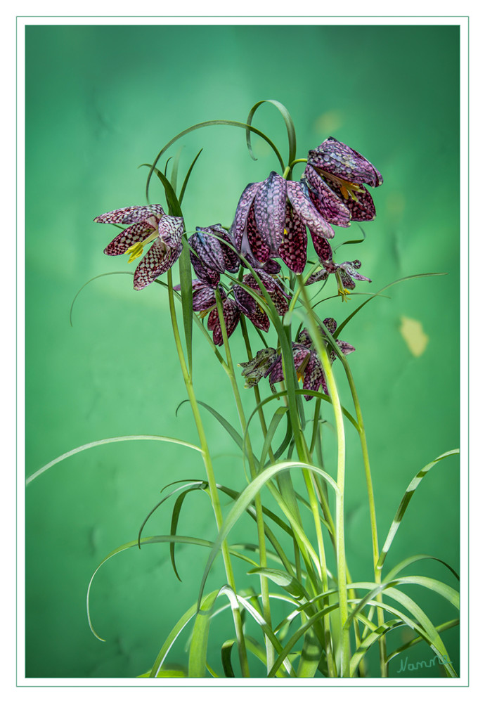 Schachbrettblume
Die faszinierende Schachbrettblume, auch bekannt als Fritillaria meleagris, besticht durch ihre einzigartige Blütenpracht. Die Blüten sind purpurrot-weiß oder grünlich-weiß gefleckt. Sie wächst ideal in tiefgründigen, feuchten Böden und bevorzugt einen Standort in voller Sonne oder halbschattiger Lage. (pflanzen-deutschland)
Schlüsselwörter: 2026