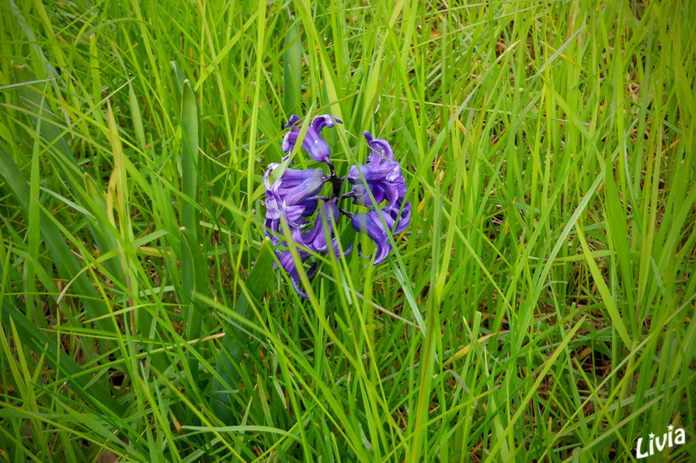 Hyazinthen 
Schlüsselwörter: 2026