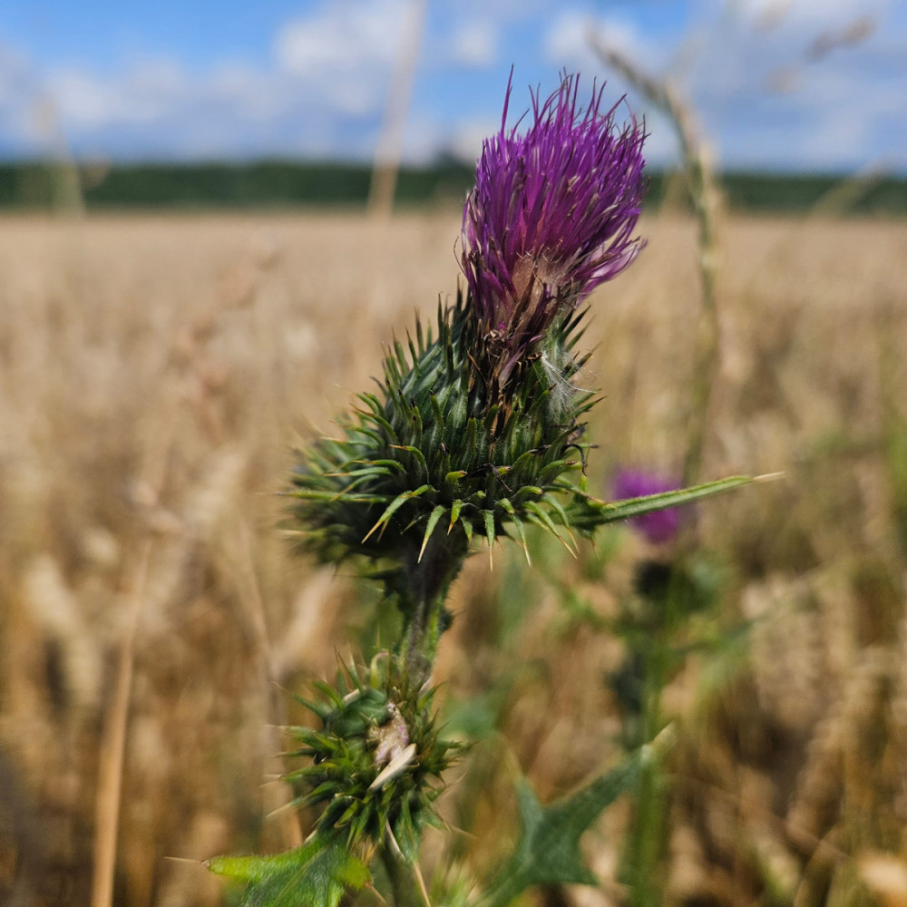 Freisteller  „Distel“ 
Chris
Schlüsselwörter: 2025