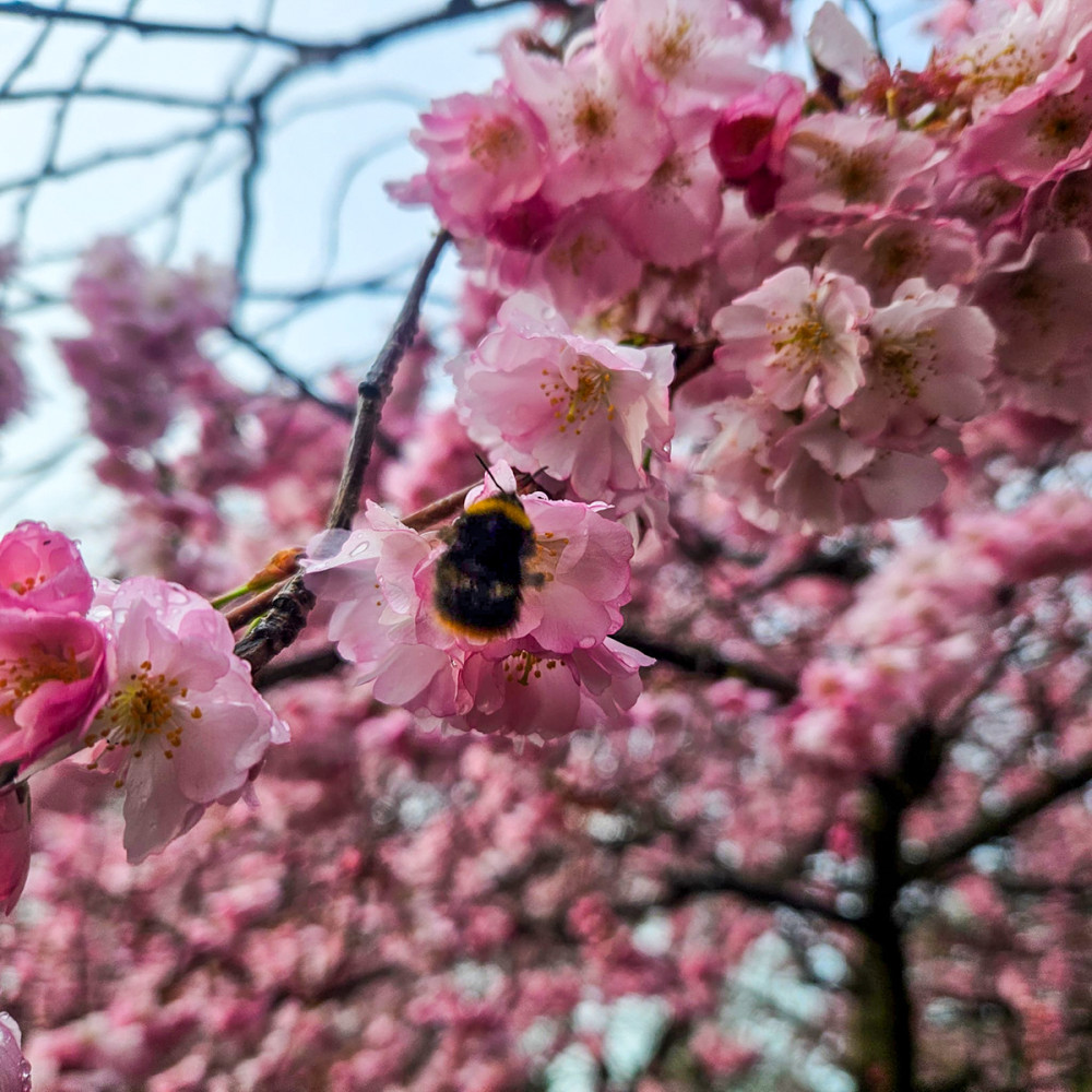 Frühlingserwachen  „Wiesenhummel“
Chris
Schlüsselwörter: 2025