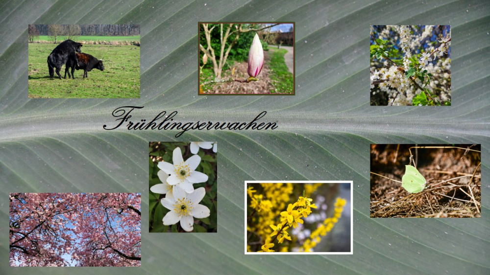 Thema „Frühlingserwachen“  im März 2026  
Schlüsselwörter: 2026