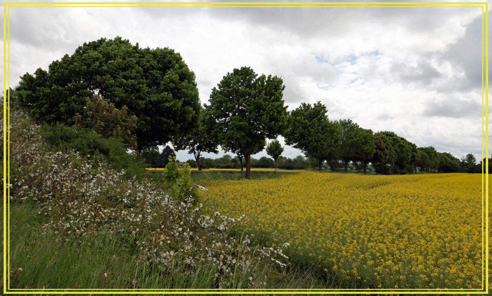 Landschaften  „Landschaft mit Raps“
Elise
Schlüsselwörter: 2025