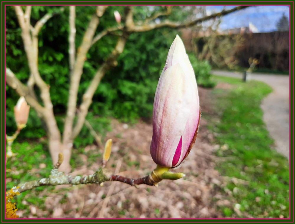 Frühlingserwachen  „Bereit“
Elise
Schlüsselwörter: 2025