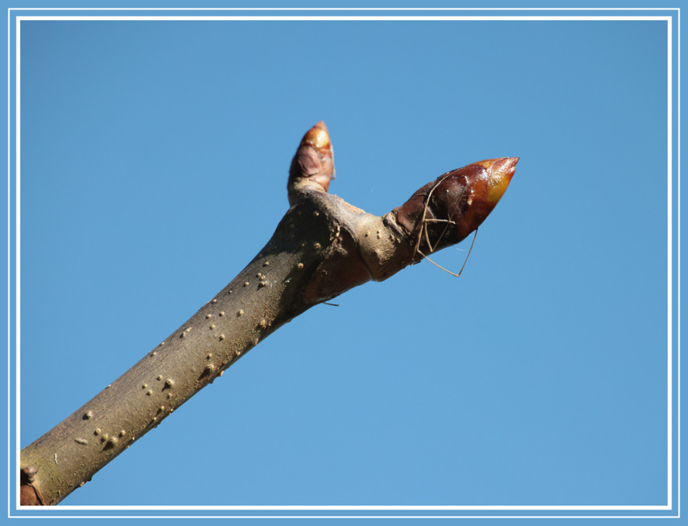 Frühlingserwachen  „Es ist fast so weit“
Elise
Schlüsselwörter: 2026