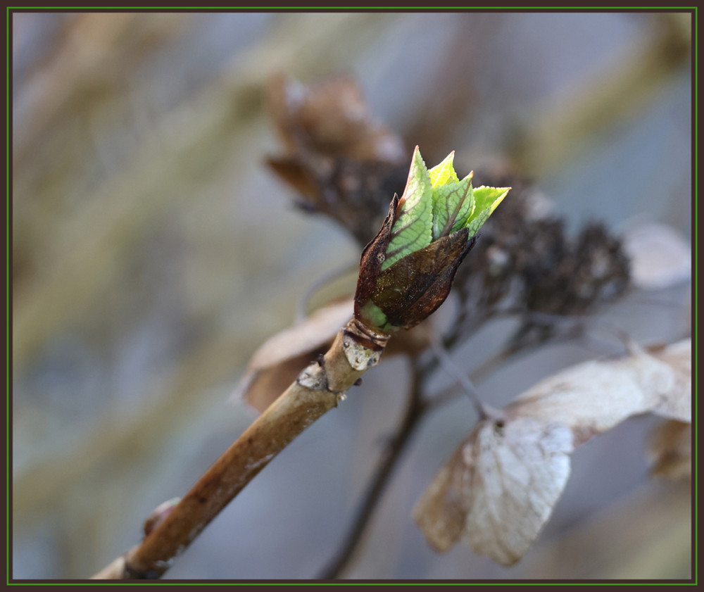 Frühlingserwachen  „Es ist noch nicht so weit“
Elise
Schlüsselwörter: 2026