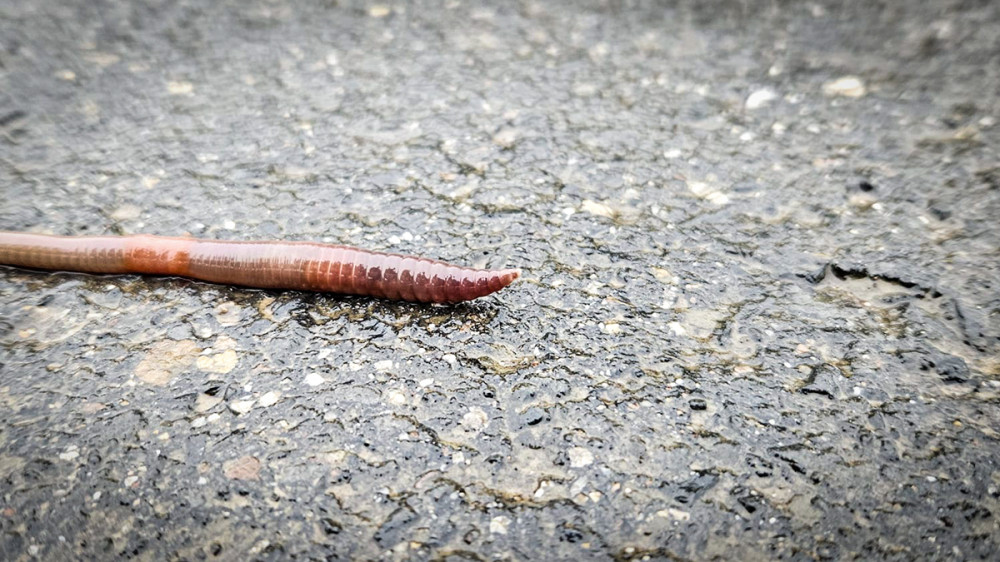 Frei  „Pack die Badehose ein“
Chris
Schlüsselwörter: 2025