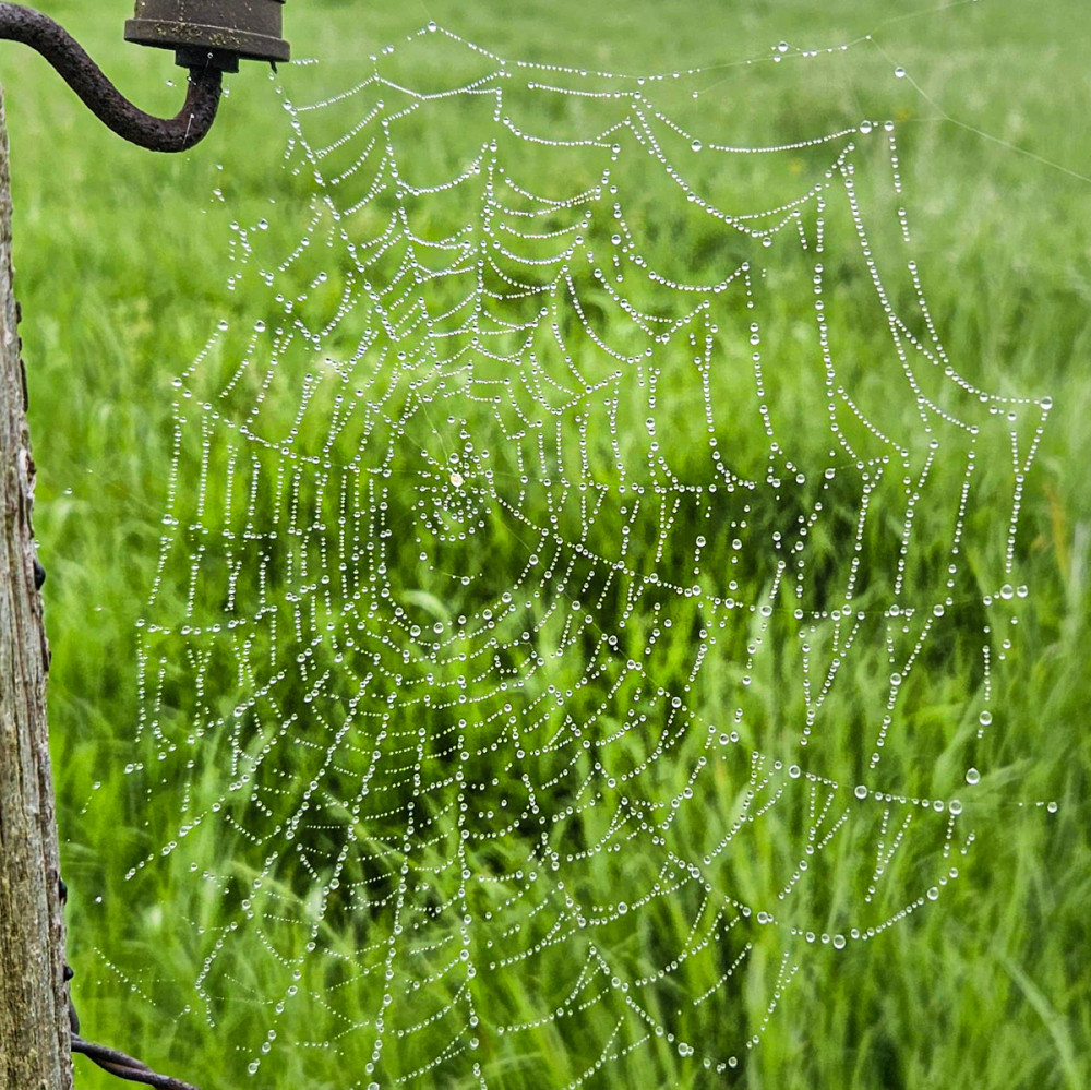 Frei  „Spinnennetz“
Chris
Schlüsselwörter: 2026