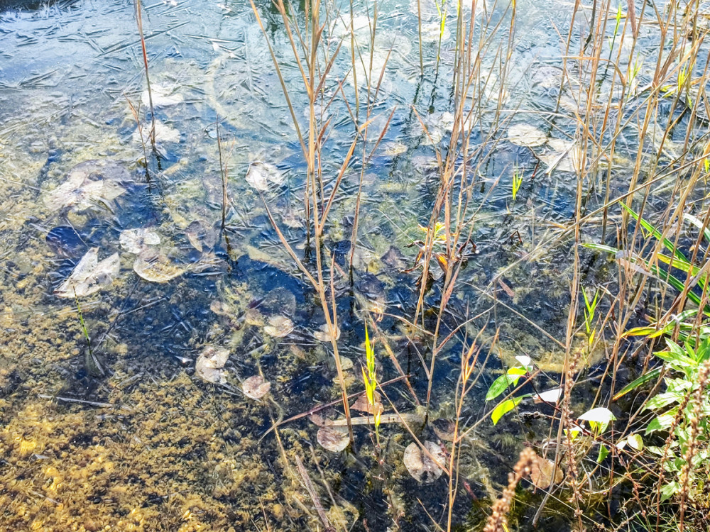 Frei  „Winterstarre“
Manni
Schlüsselwörter: 2025