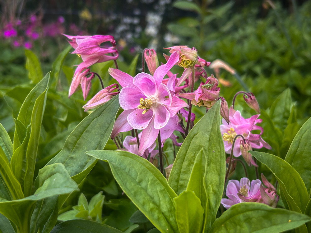 Frei  „Akelei“
Marianne
Schlüsselwörter: 2026