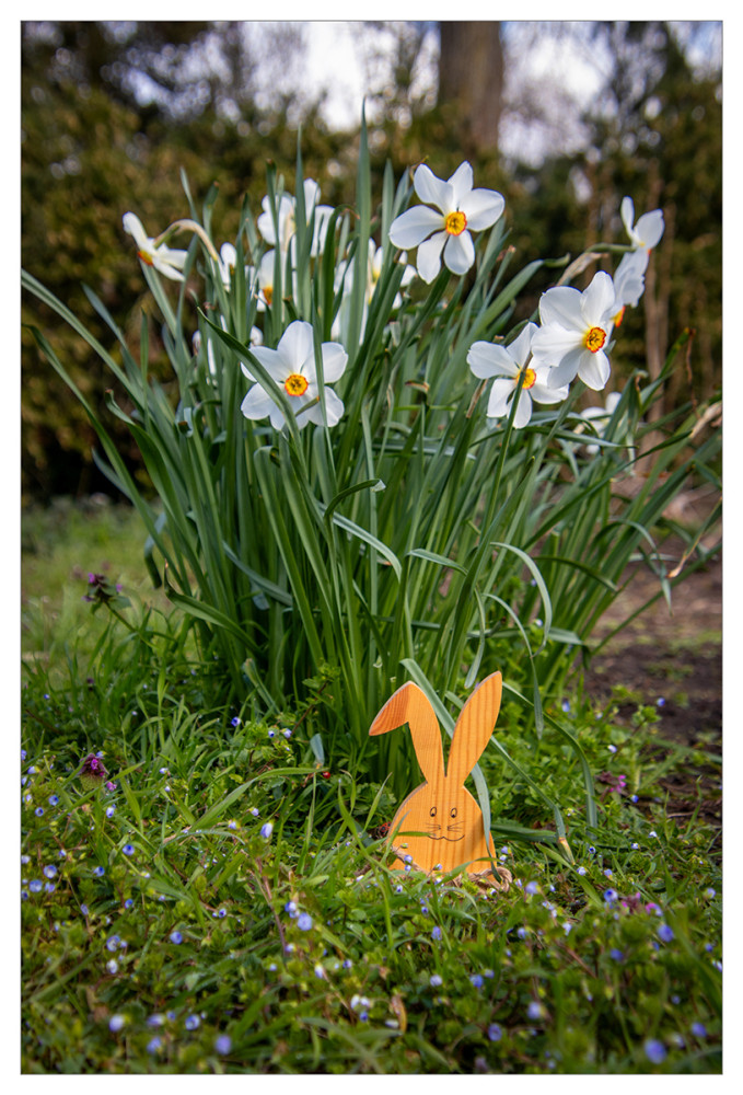 Frei  „Osterglocken mit Hase“
Marianne
Schlüsselwörter: 2026