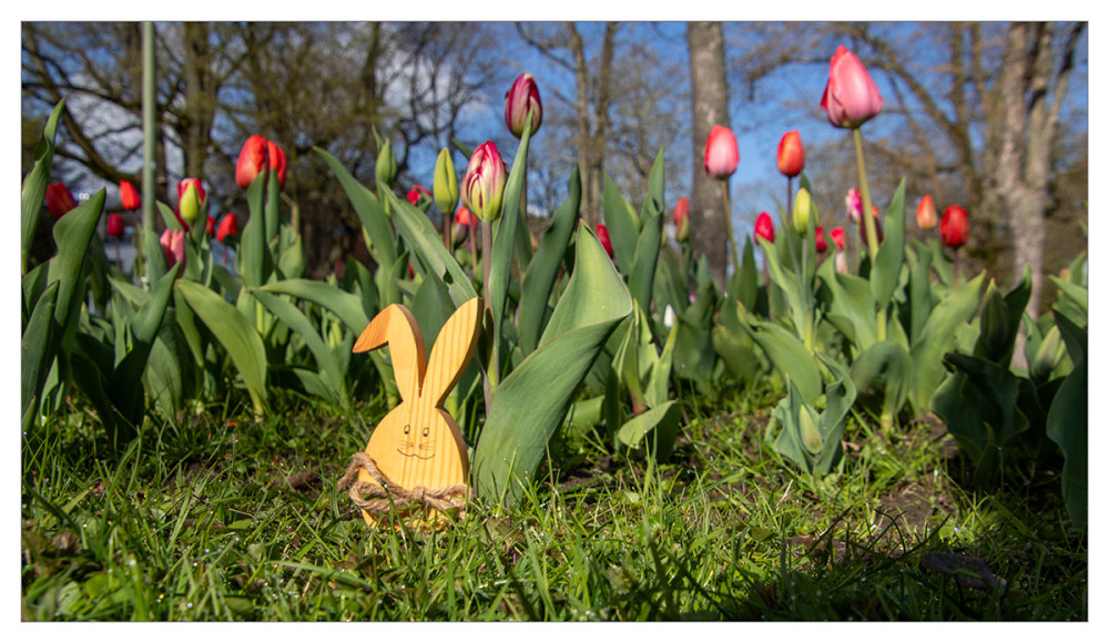 Frei  „Osterhase im Tulpenfeld“	
Marianne
Schlüsselwörter: 2026