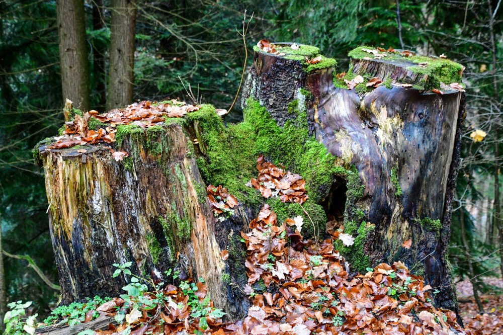 Frei  „Baumstümpfe“
Perla
Schlüsselwörter: 2025
