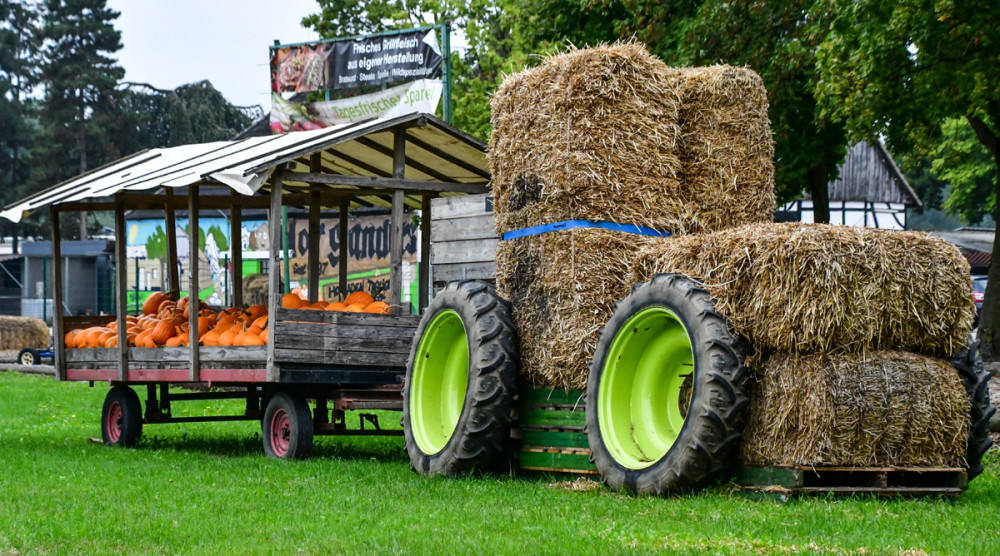 Frei  „Start der Ernte  -Kürbisse im Sept 2026-“
Perla
Schlüsselwörter: 2026