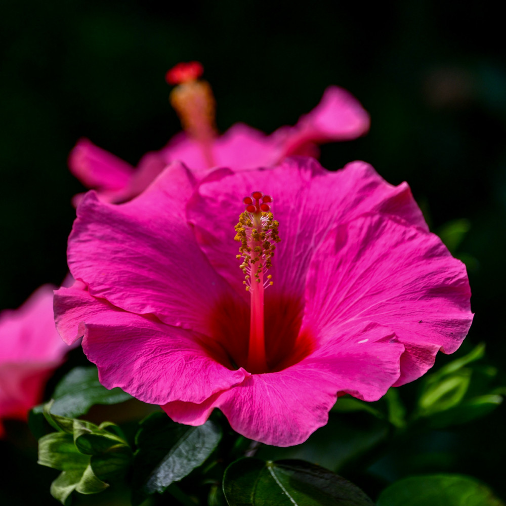 Freisteller  „Hibiskus“
Roland
Schlüsselwörter: 2025