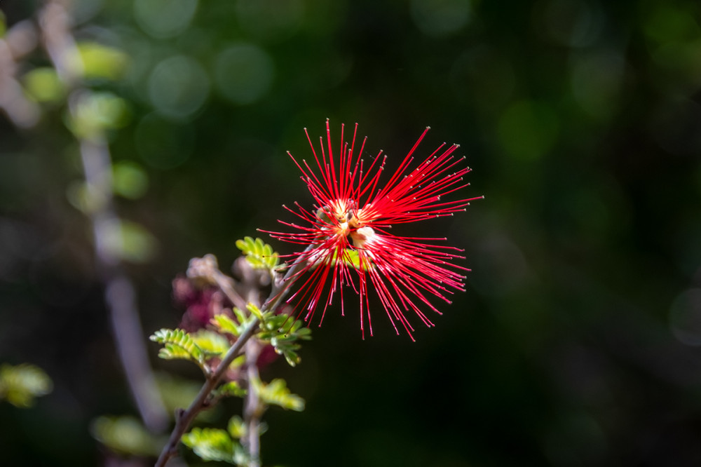 Freisteller  „Rote Blüte“
Marianne
Schlüsselwörter: 2025