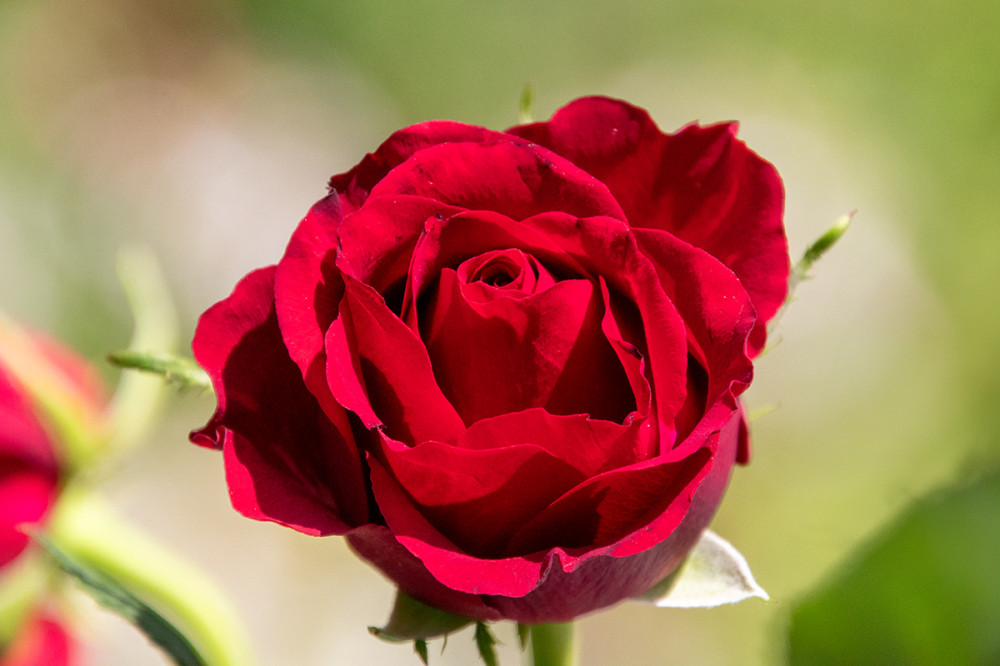 Freisteller  „Rote Rose“
Marianne
Schlüsselwörter: 2025