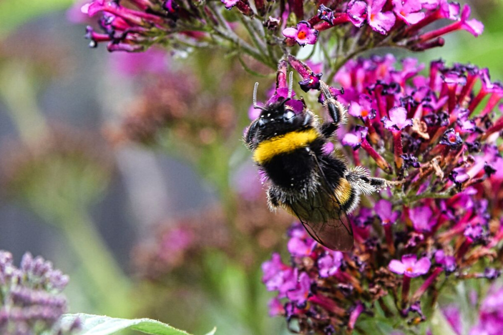 Freisteller  „Einzelne Hummel“
Verena
Schlüsselwörter: 2025