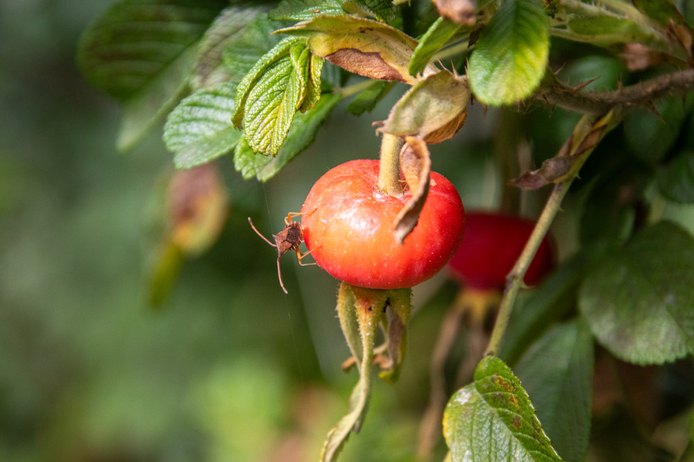 Freisteller  „Wanze auf Hibiskusfrucht“ 
Marianne
Schlüsselwörter: 2025