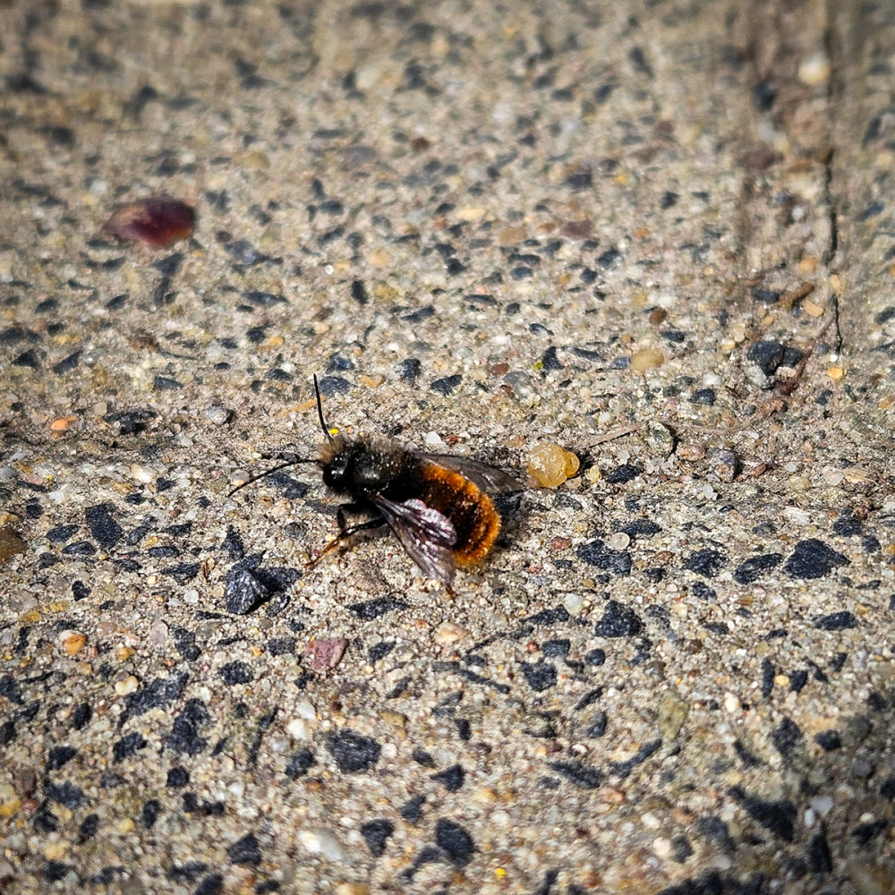 Frühlingserwachen  „Einsame Hummel“
Chris
Schlüsselwörter: 2026