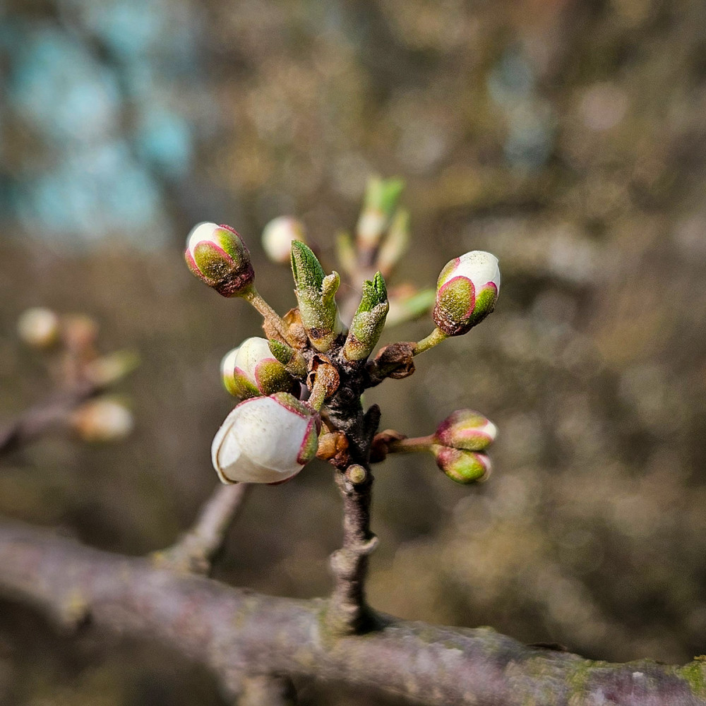 Frühlingserwachen  „Knospen“
Chris
Schlüsselwörter: 2026