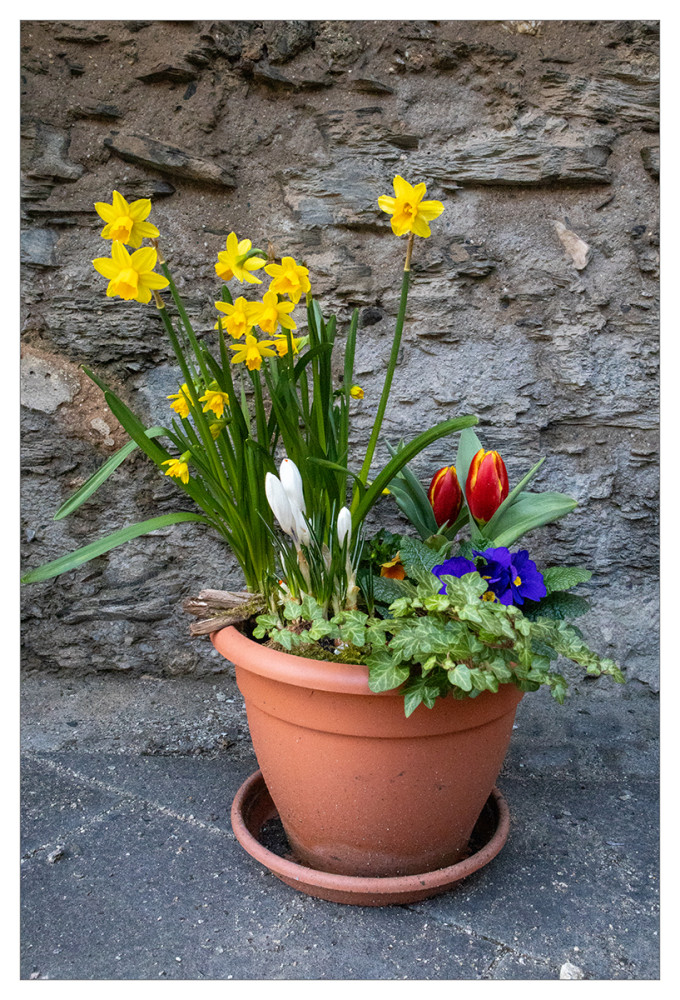 Frühlingserwachen  „Bunte Mischung“
Marianne
Schlüsselwörter: 2026