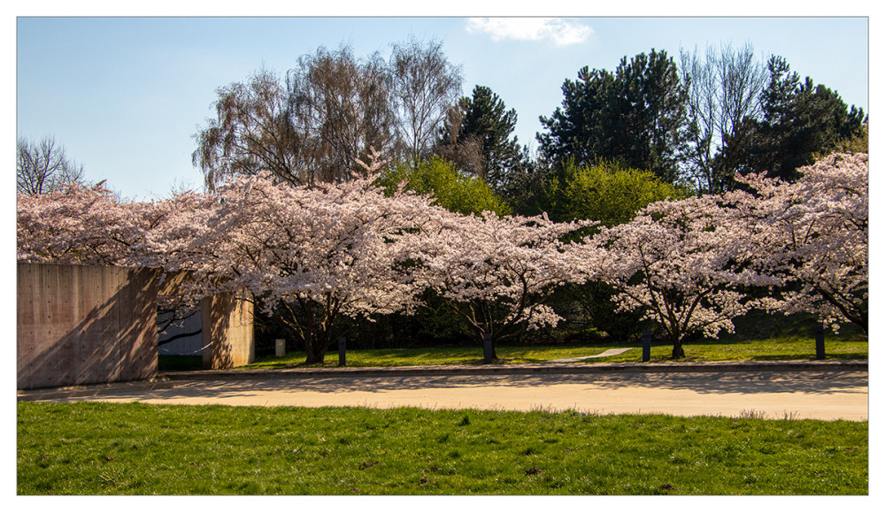 Frühlingserwachen  „Japanische Zierkirschen“
Marianne
Schlüsselwörter: 2026