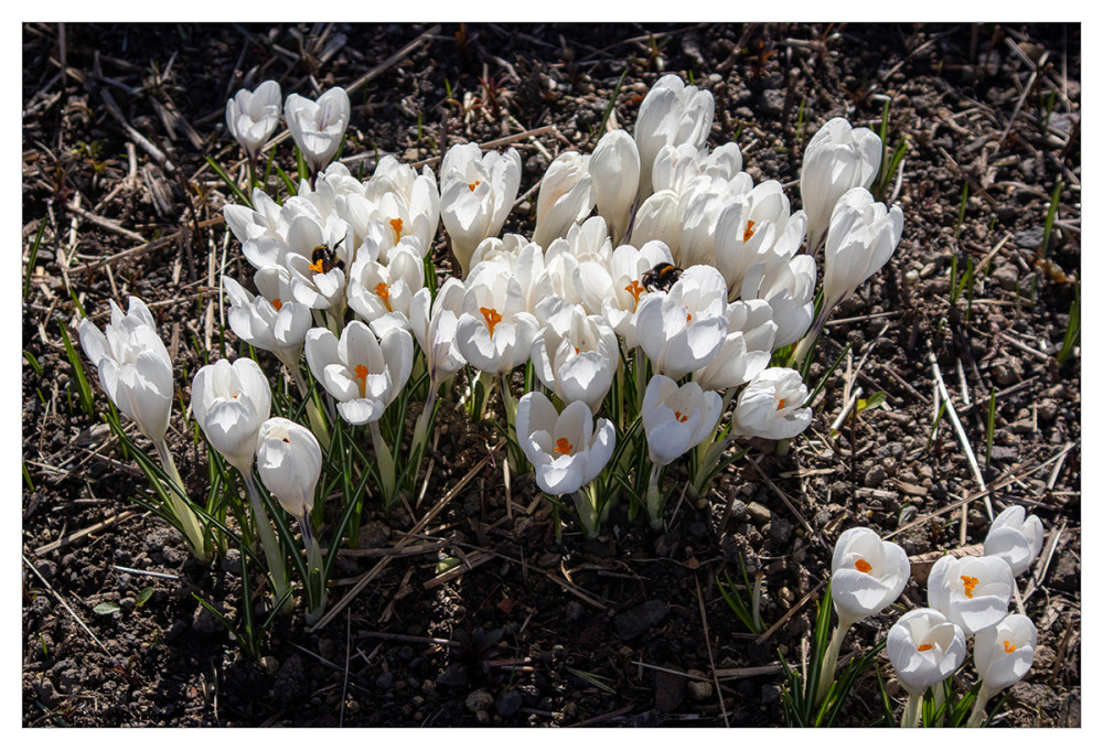 Frühlingserwachen  „Krokusse in weiß“
Marianne
Schlüsselwörter: 2026