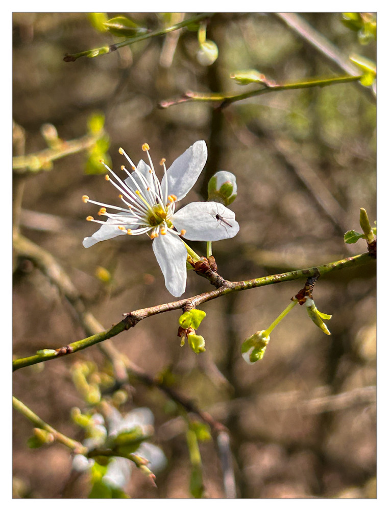 Frühlingserwachen  „Weiße Blüte mit Besucher“
Marianne
Schlüsselwörter: 2026