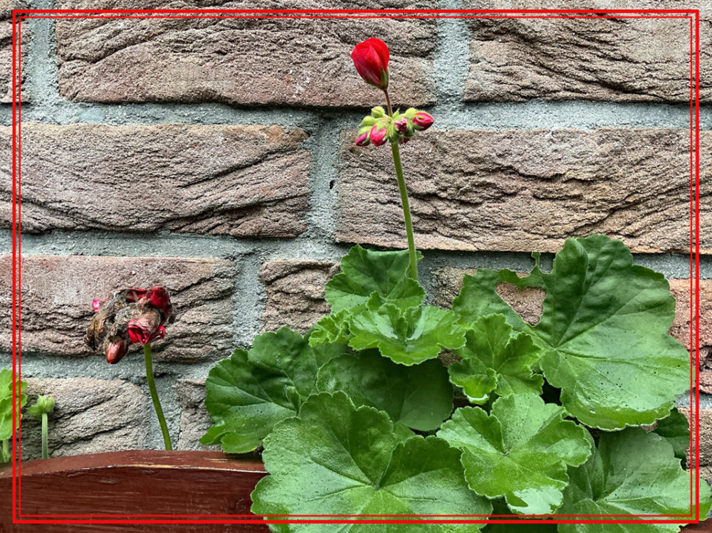 Gegensätze  „Alt - Neu - Dezemberknospe“
Elise
Schlüsselwörter: 2025