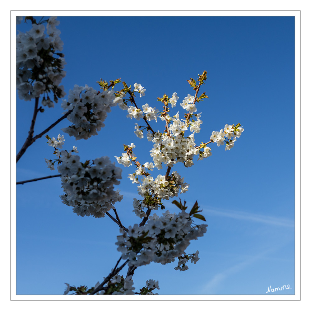 Im Licht der Sonne
Schlüsselwörter: 2026