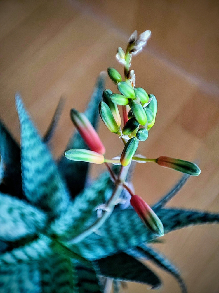 Frei  „Frühlingsgefühle einer Aloe“
Manfred
Schlüsselwörter: 2026