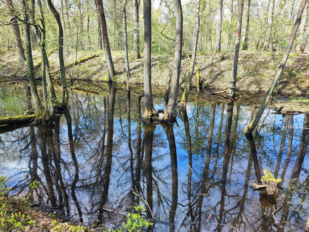 Spiegelung  „Nordkanal“
Manni
Schlüsselwörter: 2026