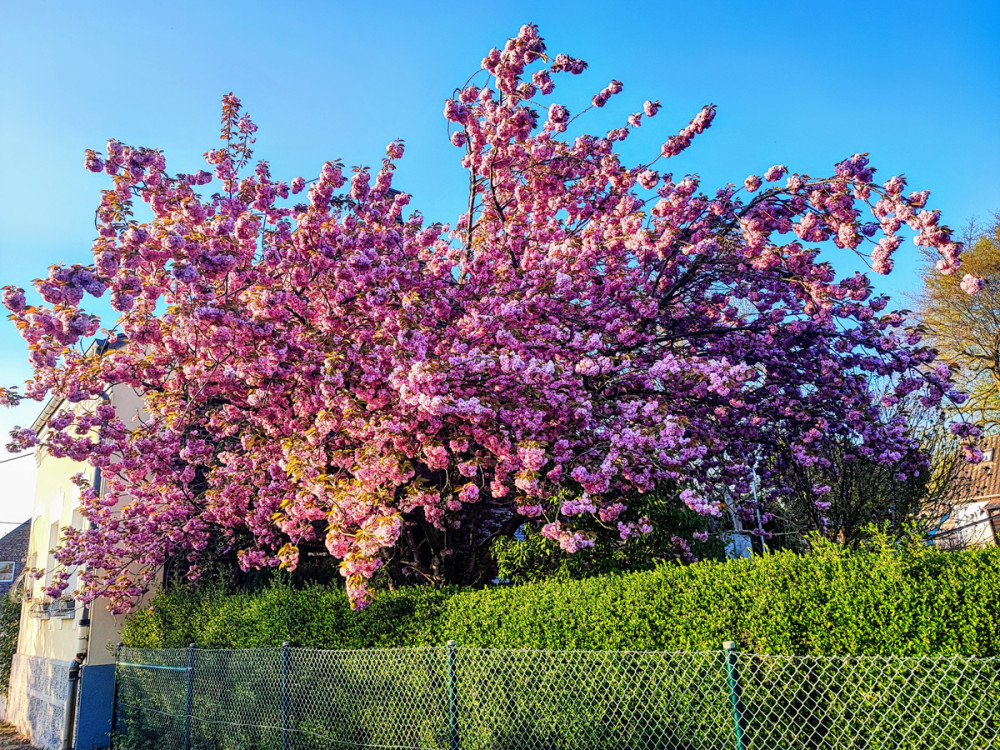 Frei  „Kirschblüte“
Manni
Schlüsselwörter: 2026