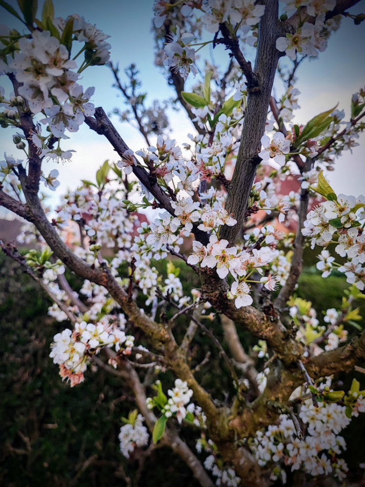 Frühlingserwachen  „Pflaumenbaumblüte“
Manni
Schlüsselwörter: 2026