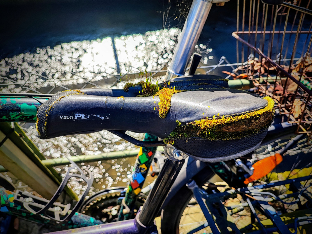 Frühlingserwachen  „Fahrradsattel“
Manni
Schlüsselwörter: 2026