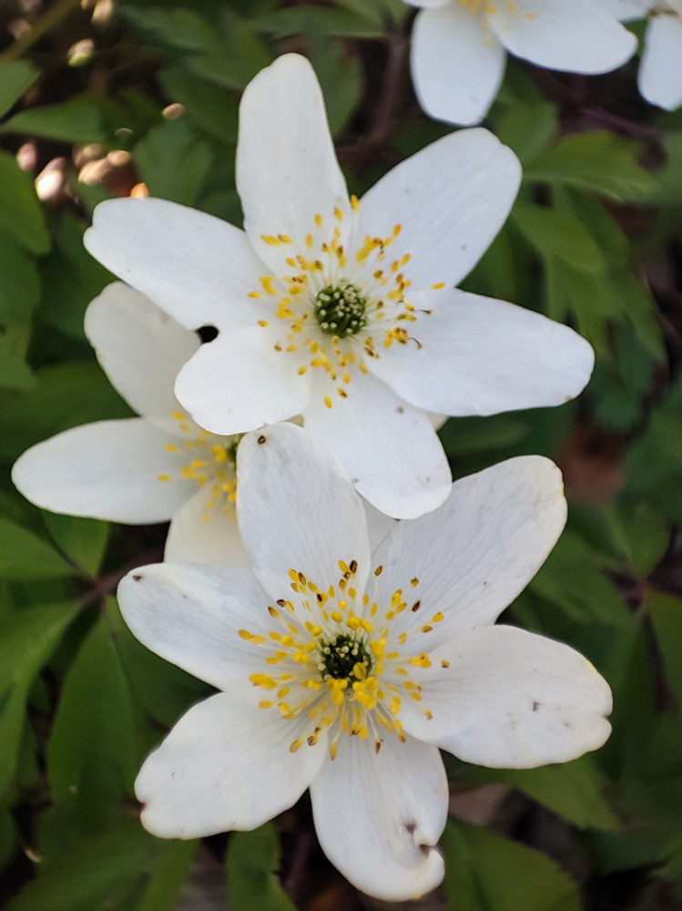 Frühlingserwachen  „Schwarzwälder Buschwindröschen“
Manni
Schlüsselwörter: 2026