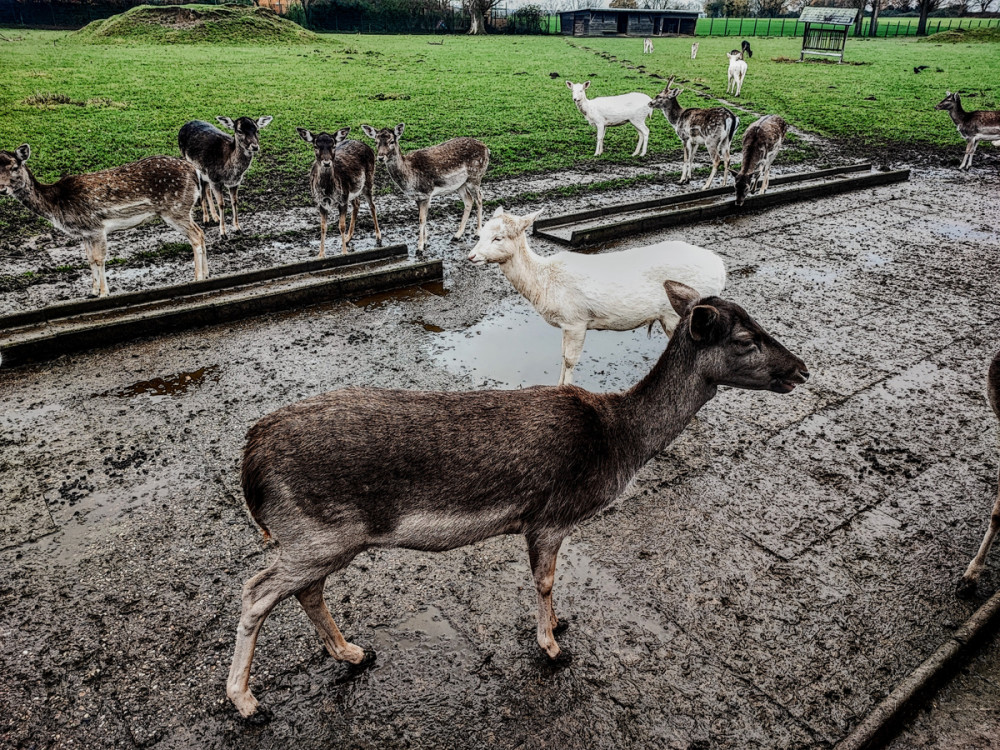 Gegensätze  „Damwild mit weißer Weste“
Manni
Schlüsselwörter: 2025
