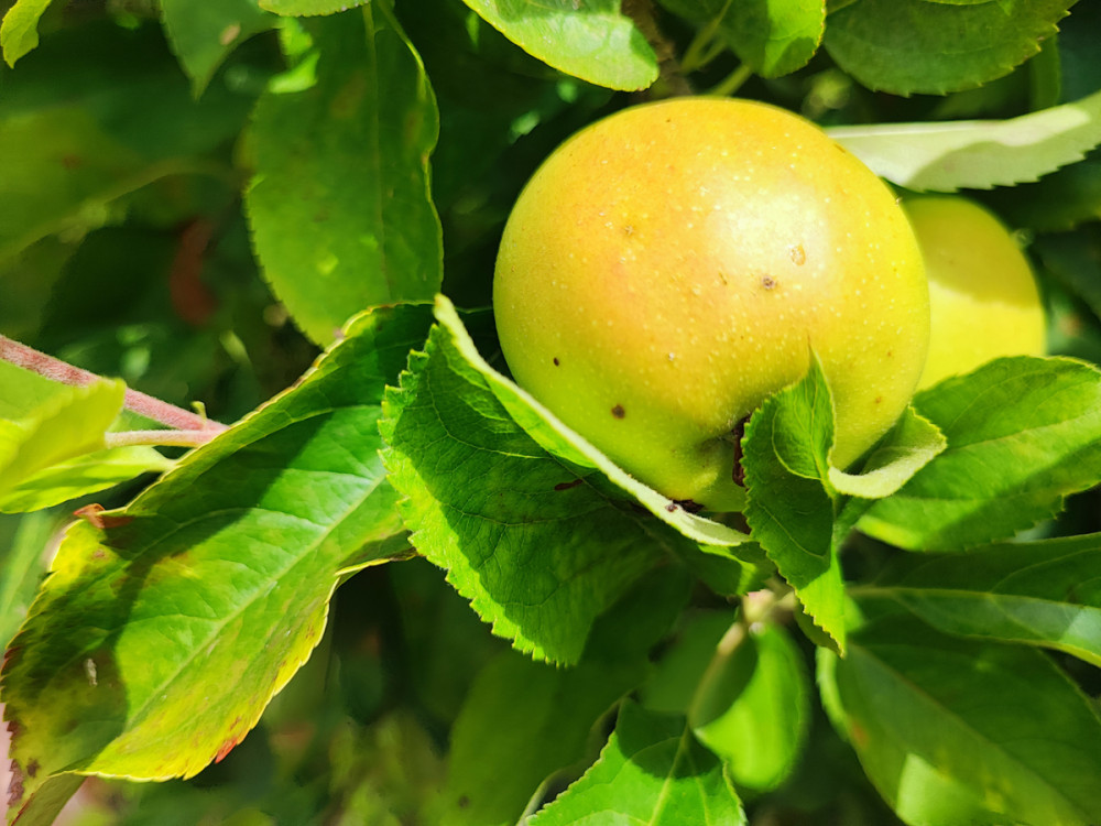 Obst und Gemüse  „Frühreifer Apfel“
Manni
Schlüsselwörter: 2026