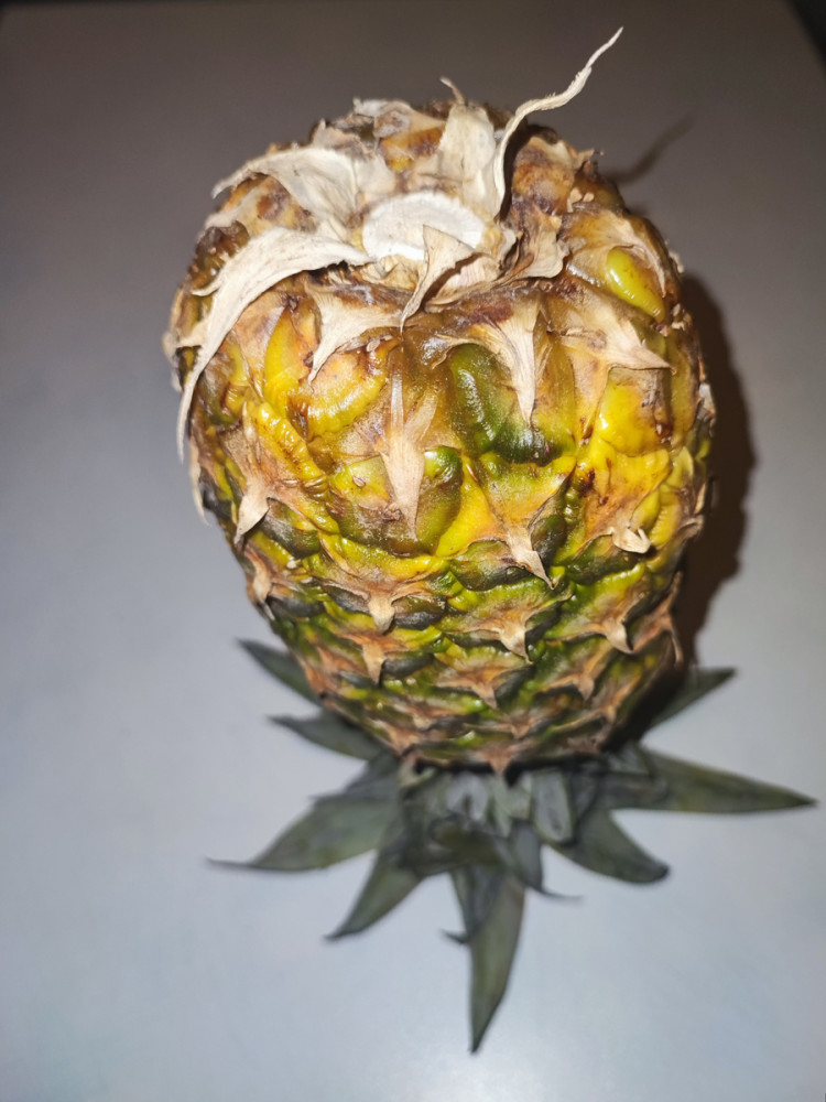 Obst und Gemüse  „Sportliche Ananas im Kopfstand“
Manni
Schlüsselwörter: 2026