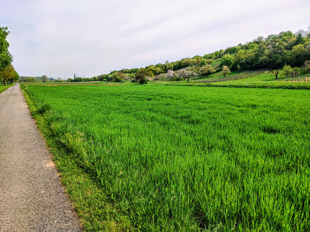 Landschaften  „Zwischen Kitzingen und Marktbreit“
Manni
Schlüsselwörter: 2025