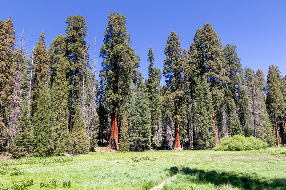 Frei  „Grand Tree Trail im Sequoia NP“
Marianne
Schlüsselwörter: 2025