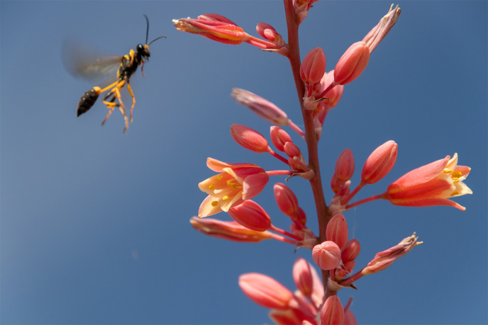Frei  „Wüstenblüte mit ungewöhnlichem Insekt“
Marianne
Schlüsselwörter: 2025