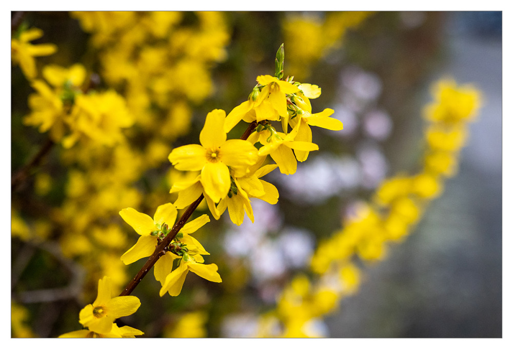 Frühlingserwachen  „Frühlingsblüher in Gelb“
Marianne
Schlüsselwörter: 2026