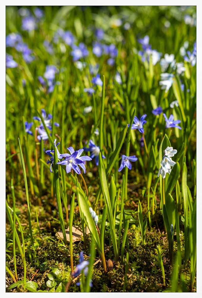 Frühlingserwachen  „Ganz viele kleine Blausterne“
Marianne
Schlüsselwörter: 2026