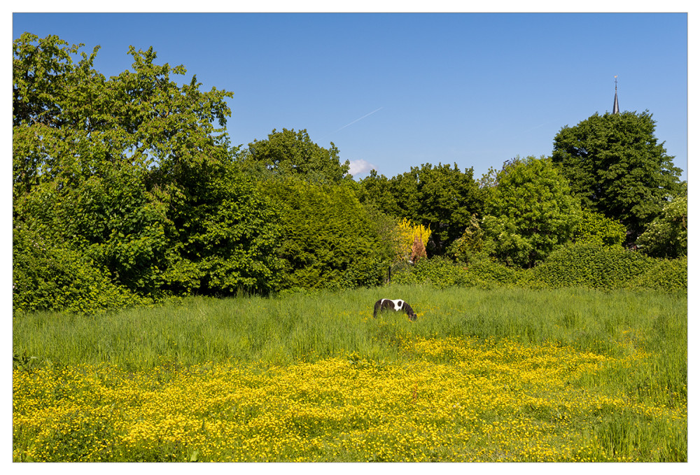 Landschaften  „Pony auf der Weide“
Marianne
Schlüsselwörter: 2025